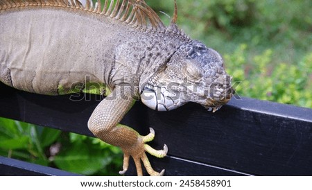 Iguana is a genus of herbivorous lizards that are native to tropical areas of Mexico, Central America, South America, and the Caribbean. Close-up animal photo

