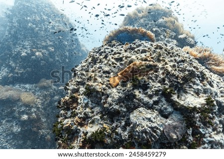 Underwater picture of fish and corals 