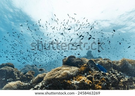 Underwater picture with a school of fish and the sun shining