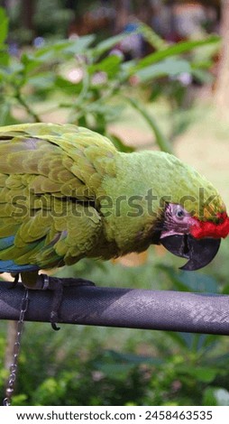The military macaw (Ara militaris) is a medium- to larger-sized macaw, named after its green and red plumage vaguely resembling a military uniform. Close-up animal photo

