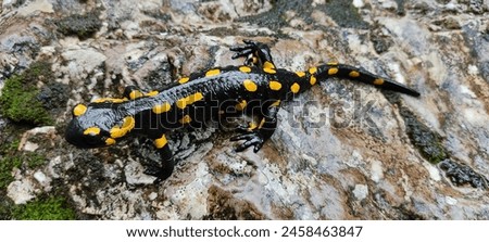 Beautiful spotted salamander (lat. Salamandra salamandra) basking on the rock, Black salamandra with yellow spots