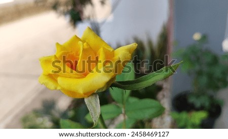 Bekasi, 06 May 2024 This is a yellow rose that will bloom in my home garden. yellow rosesYellow roses symbolize strong friendship