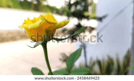 Bekasi, 06 May 2024 This is a yellow rose that will bloom in my home garden. yellow rosesYellow roses symbolize strong friendship