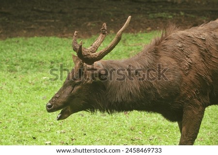 A muddy sambar deer was standing and yawning in the grass field