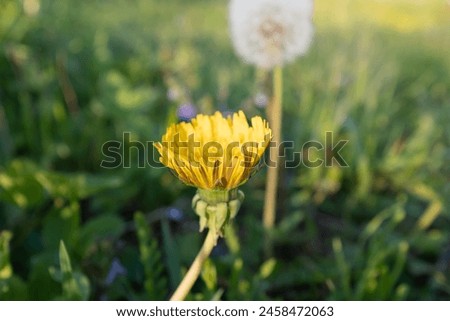 One bloom dandelion and one fluffy dandelion on a blurred green field, close-up. Dandelions background for post, screensaver, wallpaper, post, poster, banner, cover, website. High quality photography