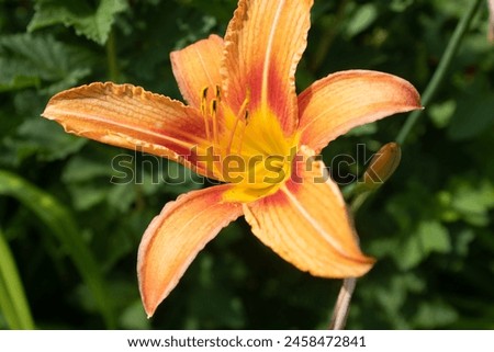 Orange lily flower with stamens and pistil, close up. Blooming tiger lily for publication, design, poster, calendar, post, screensaver, wallpaper, cover, website. High quality photography