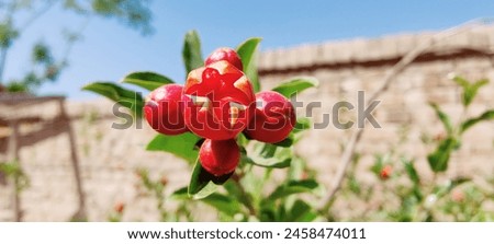 The grenadier - pomegranate, a small tree with red blooming flowers. how the red pomegranate blooms. pomegranate flowers in summer. Red flowers of ornamental pomegranate. Beautiful plant of Anar.