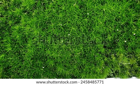Grass photographed from above for rendering texture material