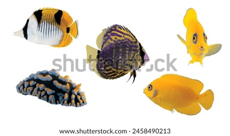 Variety fish specie color flat vector illustration set. Sea or ocean creature as domestic aquarium animal depiction idea for educational magazine. Royalty-Free Stock Photo #2458490213
