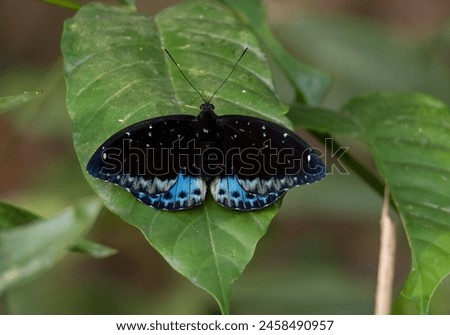 A beautiful picture of a Archduke butterfly is in the middle of the forest.