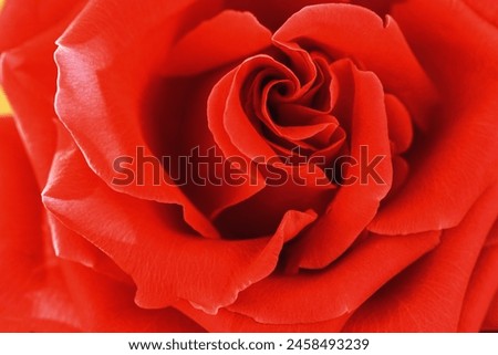 Close up red rose flower with petals macro texture, above view beauty nature background, Natural flowery still life with optical blur, organic design visual trends, abstract nature delicate backdrop