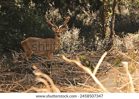 Herd of Eld's Deer (Rucervus eldii siamensis) in the Wildlife Research Center, Pang Tong, Mae Hong Son Province, Thailand  Royalty-Free Stock Photo #2458507347