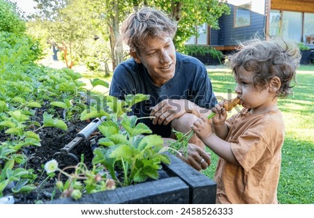 Family moments in the garden as a father and his son pick homegrown vegetables, creating memories rooted in nature and sustainable practices. Royalty-Free Stock Photo #2458526333