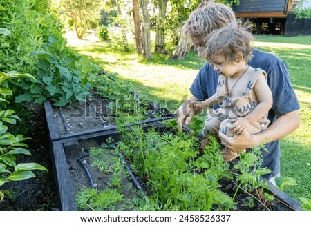 Heartwarming scene of a father and son gathering vegetables from their backyard garden, embracing the beauty of self-sufficiency and eco-friendly living. Royalty-Free Stock Photo #2458526337