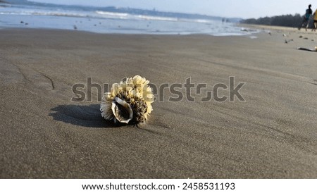 Coral Biodiversity Sea Beach Sealife Shell Ecosensitive  Royalty-Free Stock Photo #2458531193