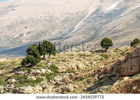 "Amidst the arid landscape, a few resilient trees stand as beacons of life, their verdant presence bringing splendor and vitality to an otherwise barren expanse." Royalty-Free Stock Photo #2458539773