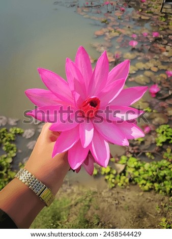 Very beautiful pink lotus. Water lily pretty flowers pictures collection. Beautiful stock photos. Close up of vibrant pink lotus flower.