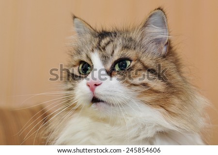Portrait of a beautiful fluffy cat