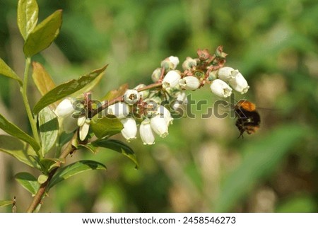 White long bell- or urn-shaped flowers of the northern highbush blueberry (Vaccinium corymbosum). Flying Common carder bee (Bombus pascuorum), family Apidae Spring, May, Netherlands                    Royalty-Free Stock Photo #2458546273