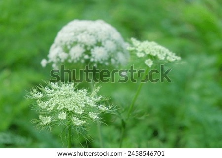 Close up Abstract shapes and patterns of carrot flowers.Carrot flowers are white. Abstract shapes and patterns