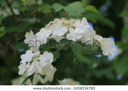 Flower - Flower background - diifferent clour flowers