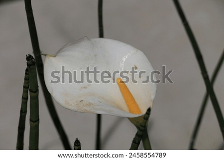 Flower - Flower background - diifferent clour flowers