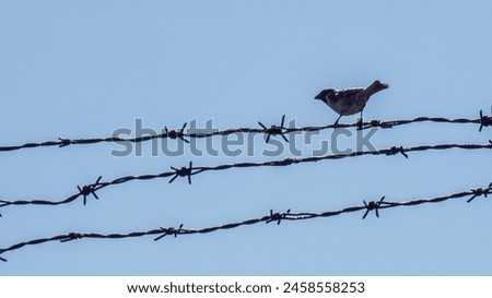 Sparrow bird hold the wire barb