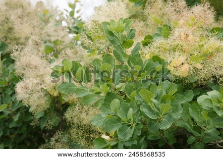 Floral wallpaper European smoketree outside. Royalty-Free Stock Photo #2458568535