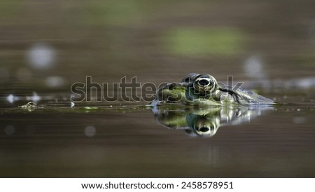 Pelophylax ridibundus aka European marsh frog. Reflection on the water surface. Royalty-Free Stock Photo #2458578951