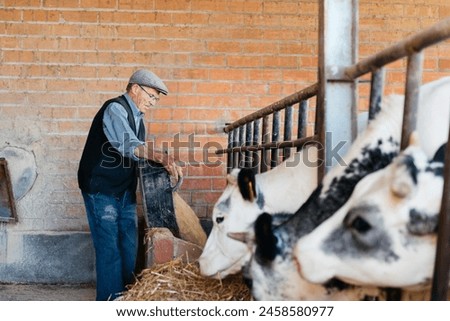 An elderly man in a flat cap and vest meticulously scatters feed for a line of attentive cows inside a barn. Royalty-Free Stock Photo #2458580977