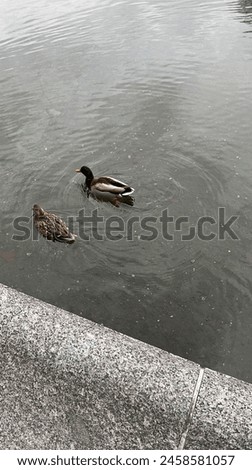 Two ducks swimming in a pond in daytime. Wildlife beauty. Animal nature background.
