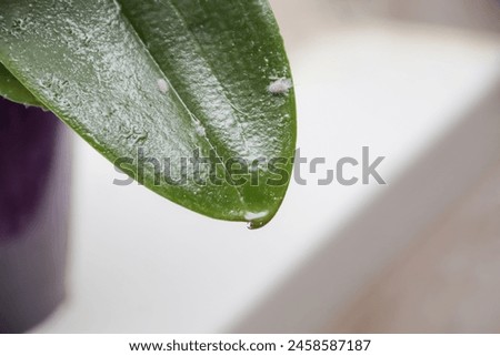 long-tailed mealybug - Pseudococcus longispinus (Pseudococcidae) on a sticky orchid leaf. Royalty-Free Stock Photo #2458587187