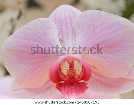 insect damaged orchid plant. Pseudococcus longispinus (Pseudococcidae) on a pink orchid flower Royalty-Free Stock Photo #2458587195