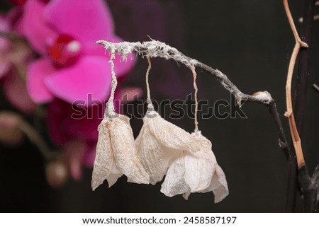 dried orchid flowers infected long-tailed mealybug - Pseudococcus longispinus (Pseudococcidae). Insect on the orchid stem and flowers. Royalty-Free Stock Photo #2458587197