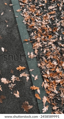 Wet yellow fallen autumn leaves scattered on concrete surface and covering asphalt pavement. Small foliage.