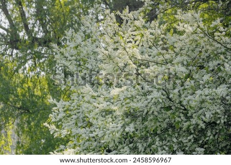 Selective focus white flowers of Prunus padus (bird cherry) full blooming on the tree with blue sky as backdrop, Hackberry is a flowering plant, It is a species of cherry, Natural floral background. Royalty-Free Stock Photo #2458596967