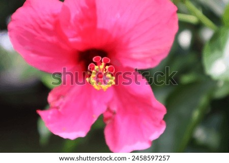 Hibiscus flowers profusely in summer