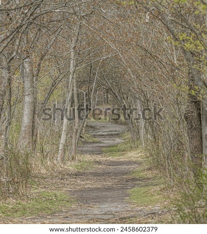 Walking through the trail in spring