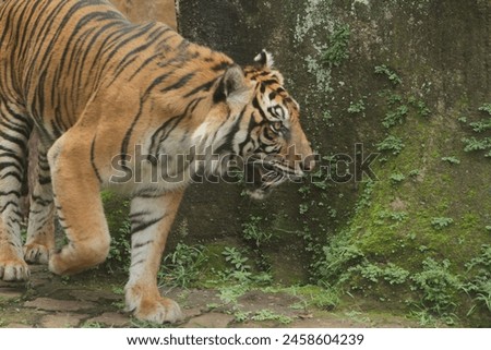 A sumatran tiger is walking along the edge of a stone wall