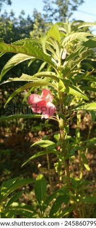 The "water henna" plant with the scientific name Impatiens balsamina has pink flowers, on a natural background.