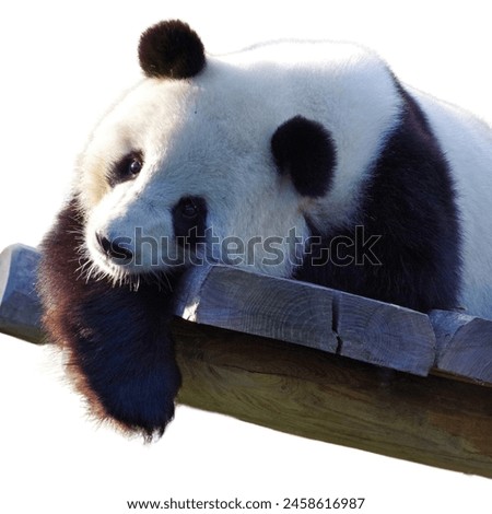 black and white cute panda