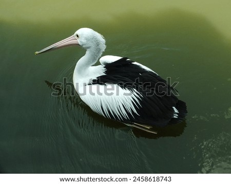 Image of Australian Pelican bird swimming in a lake at sunny days. Pelecanus conspicillatus is an aquatic bird. Royalty-Free Stock Photo #2458618743