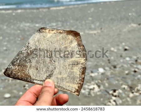 Selected focus for loose sea turtle shell