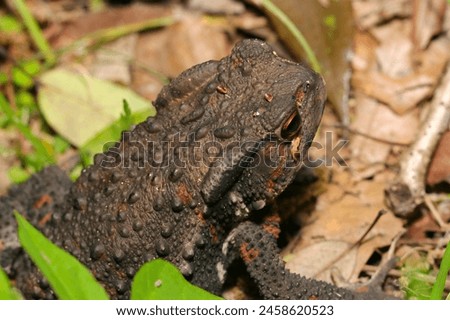 Head of a Japanese comon toad moving over dead leaves in the forest (Wildlife closeup macro photograph)