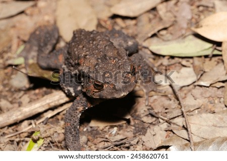  Japanese comon toad moving over dead leaves in the forest (Wildlife closeup macro photograph)
