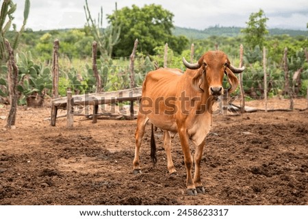 Dairy cow of the Gir breed on a farm in the northeast