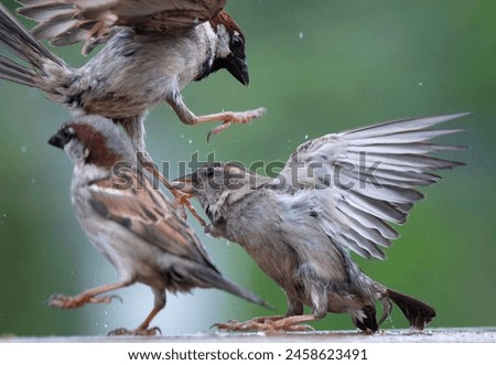 A group of Sparrows fighting on the backyard deck                               