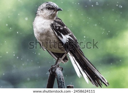 A Northern Mockingbird perched in the rain                               