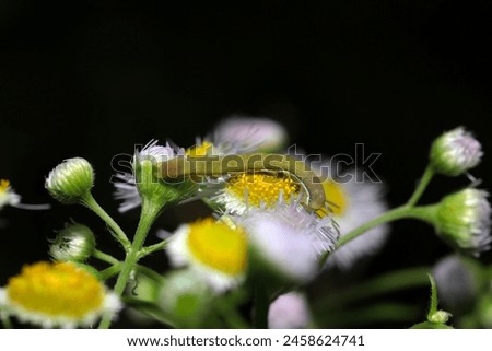 Armyworm moth larva devouring pollen from Halcyon flowerhead (Wildlife closeup macro photograph)