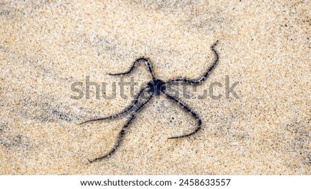 Ophiothrix fragilis (common brittle star, hairy brittle star, Asteria cuvieri, Ophiocoma minuta). This animal is extremely variable in colouration, ranging from violet, purple or red to yellow